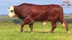 lote 9 - F029