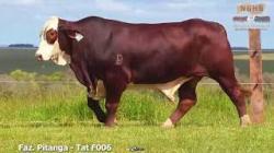lote 10 - F006
