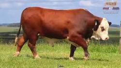 lote 11 - F018