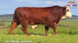 lote 12 - F100