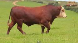 lote 15 -  V010