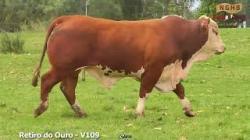 lote 16 - V 109