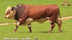 lote 17 - V 009