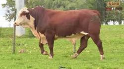 lote 18 - V093
