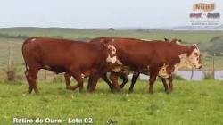 lote 20