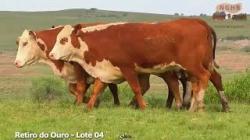 lote 22