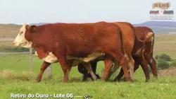 lote 24