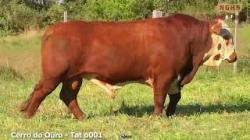 lote 25 - O001