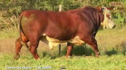 lote 26 - O006