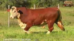 lote 27 - O020