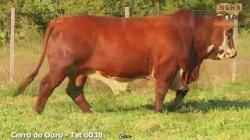 lote 28 - O038