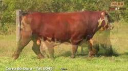 lote 29 - O045