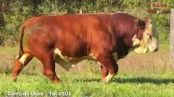lote 30 - O101
