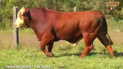 lote 31 - O102