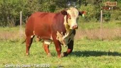 lote 33 - O210