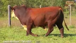 lote 34 - O257