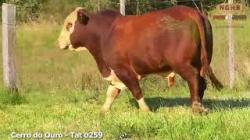 lote 35 - O259
