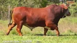 lote 36 -  N209