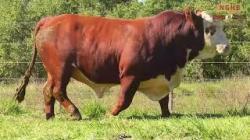 lote 37 - N028