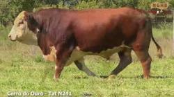 lote 38 - N241