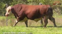 lote 39 - N293