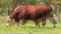 lote 40 - N380