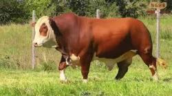 lote 41 - N099