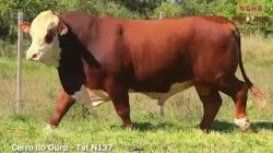 lote 42 - N137