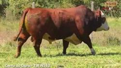 lote 43 - N162