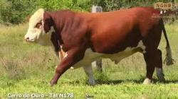 lote 44 - N178