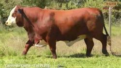 lote 45 - N391