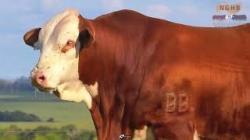 lote 1 - F021