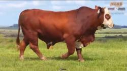 lote 2 - F002