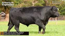 Espinilho Agricultura e Pecuria