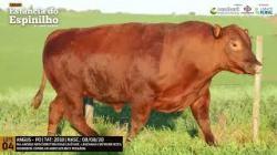 Espinilho Agricultura e Pecuria