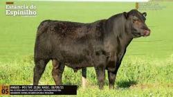 Espinilho Agricultura e Pecuria