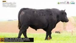 Espinilho Agricultura e Pecuria
