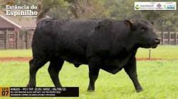 Espinilho Agricultura e Pecuria