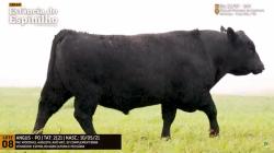 Espinilho Agricultura e Pecuria