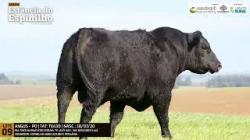 Espinilho Agricultura e Pecuria
