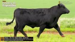 Espinilho Agricultura e Pecuria