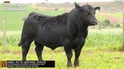 Espinilho Agricultura e Pecuria
