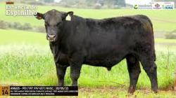 Espinilho Agricultura e Pecuria