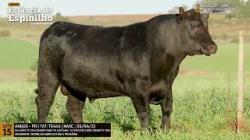 Espinilho Agricultura e Pecuria