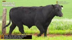 Espinilho Agricultura e Pecuria