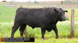 Espinilho Agricultura e Pecuria