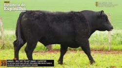 Espinilho Agricultura e Pecuria