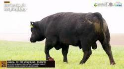 Espinilho Agricultura e Pecuria