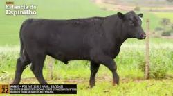 Espinilho Agricultura e Pecuria