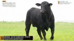 Espinilho Agricultura e Pecuria